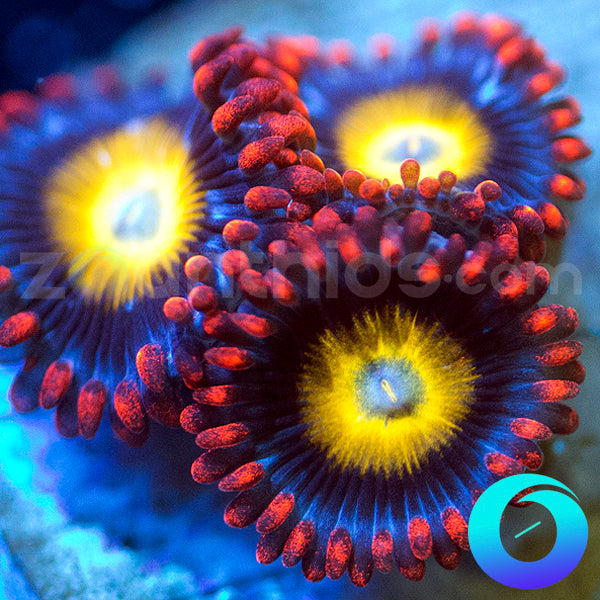 Pearl Jam Zoanthids