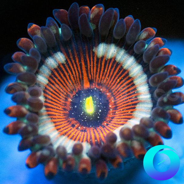 Piebald PE Zoanthids