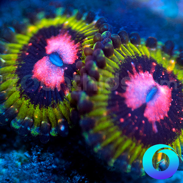 Pink Krakatoa Zoanthids