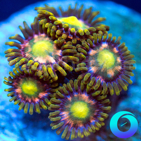 Pink Minefield Zoas