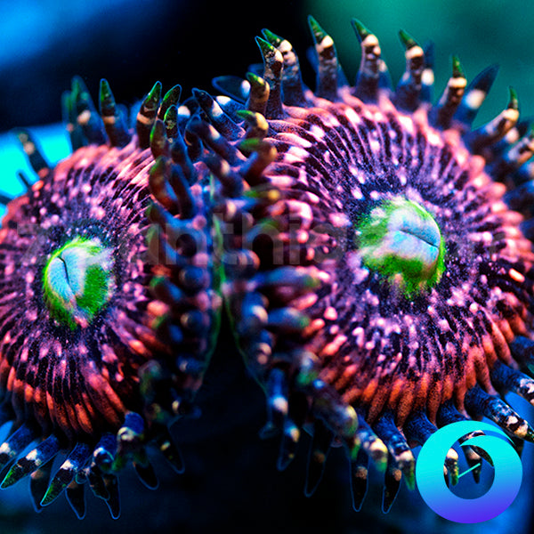 Pink Zippers Zoanthids