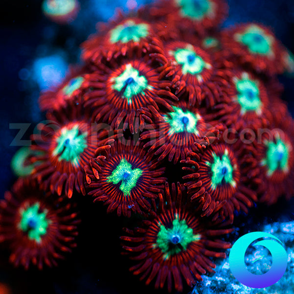 Pornstar Zoas