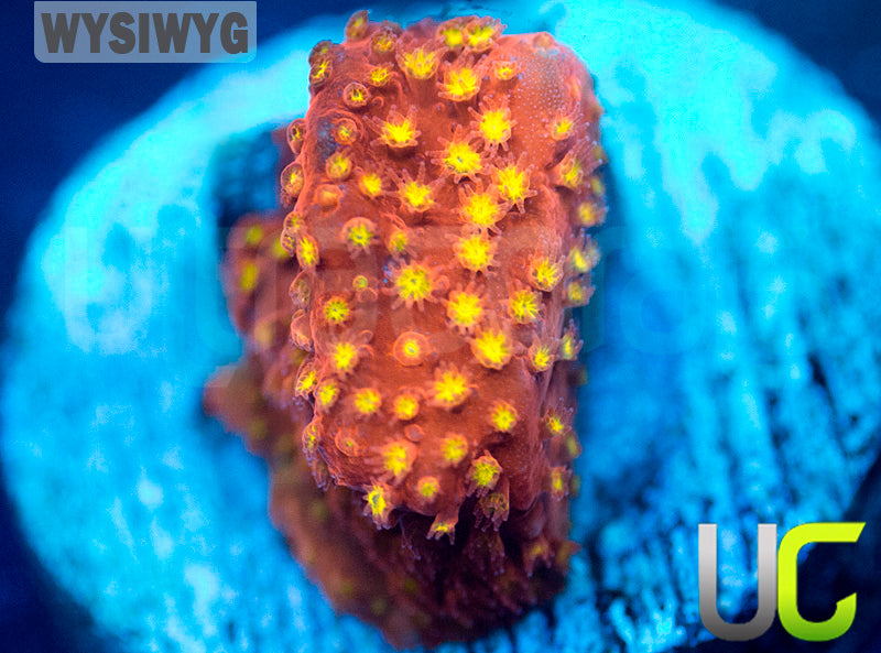 UC Psycho Pirate Stylo