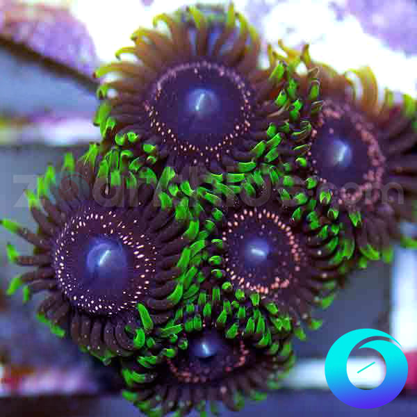 Psychosis Zoanthids
