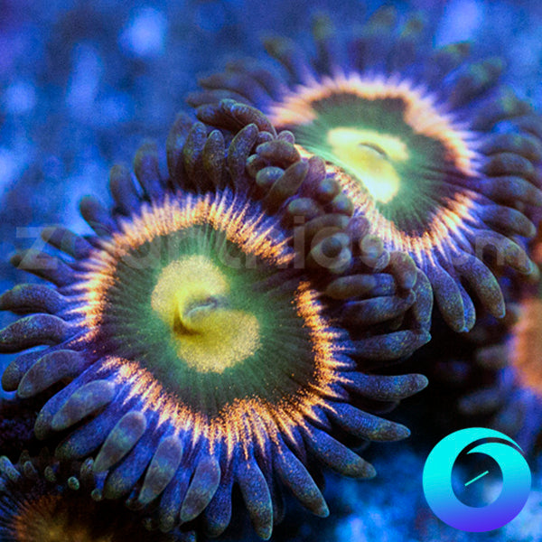 RR Kraken Zoas