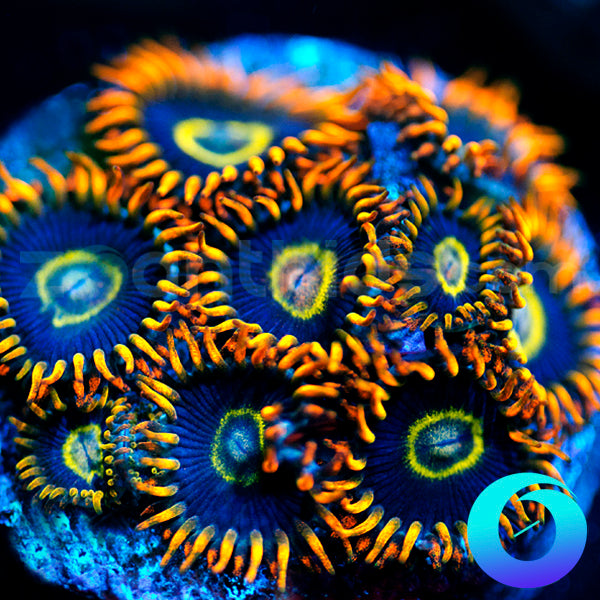 Rainbow Hornet Zoas