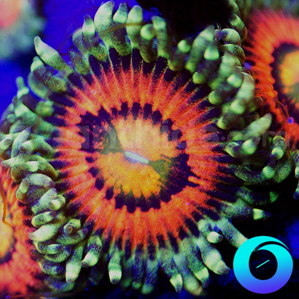 Rainbow Incinerator Zoas