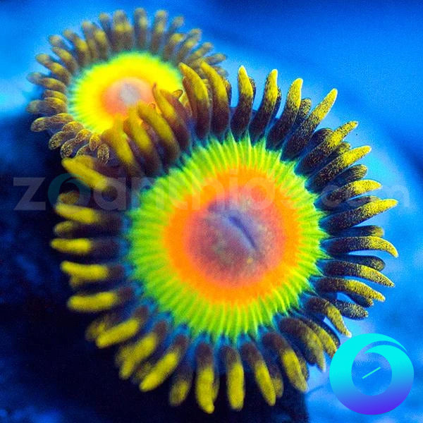 Rasta Zoas