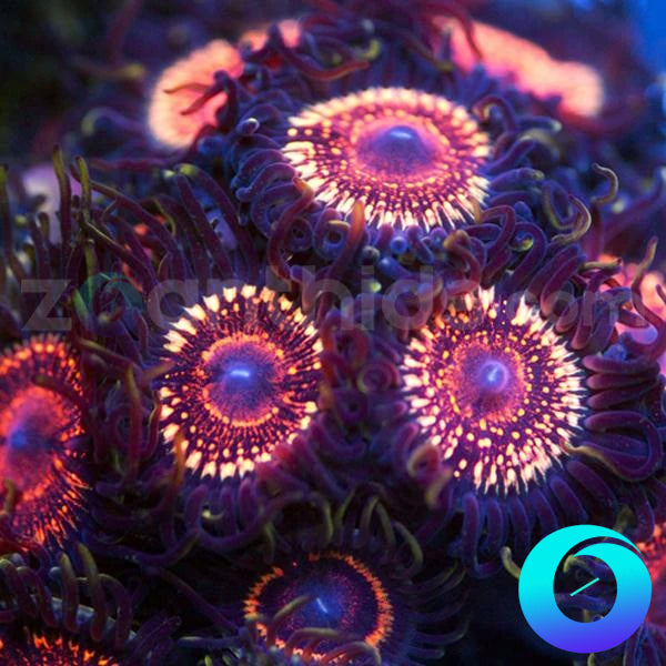 Razzle Dazzle Zoanthids