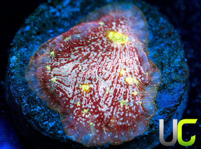 UC Red Devil Lepto