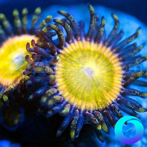 Russian Rainbow Zoanthids