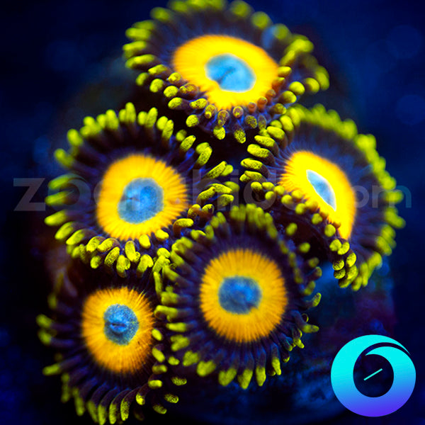 Scrambled Egg Zoas