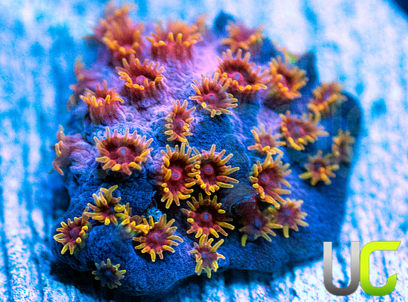 WWC Skittle Bomb Cyphastrea