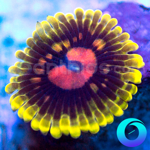Snozberry Zoanthids