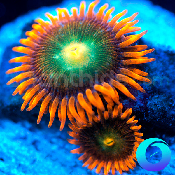 Solar Fusion Zoanthids