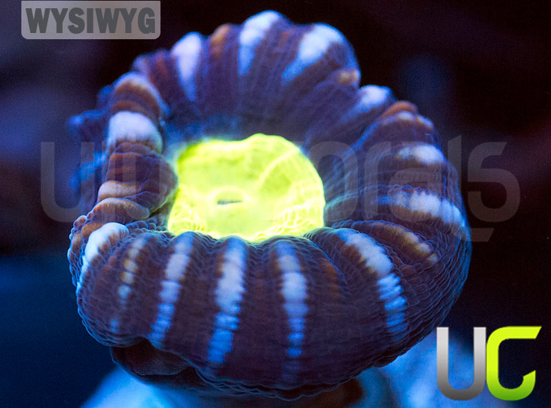 UC Space X Candy Cane