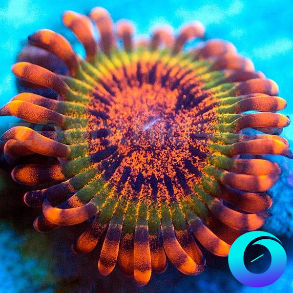 Speckled Krak Zoanthids