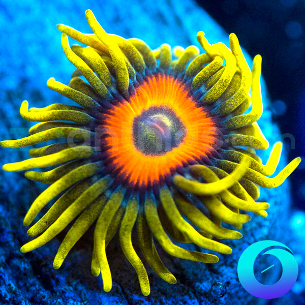 Super Sunflower Zoanthids