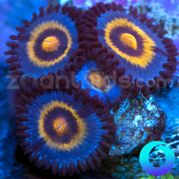 OG Wolverine Zoanthids