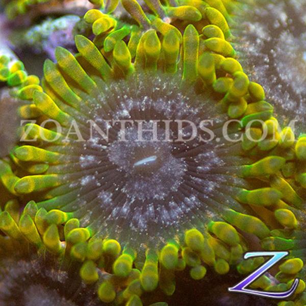 Acid Reflux Zoanthids