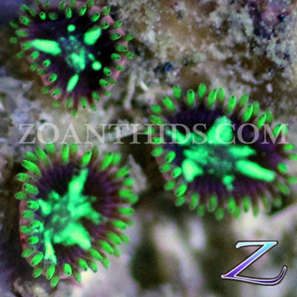 Acid Star Zoanthids