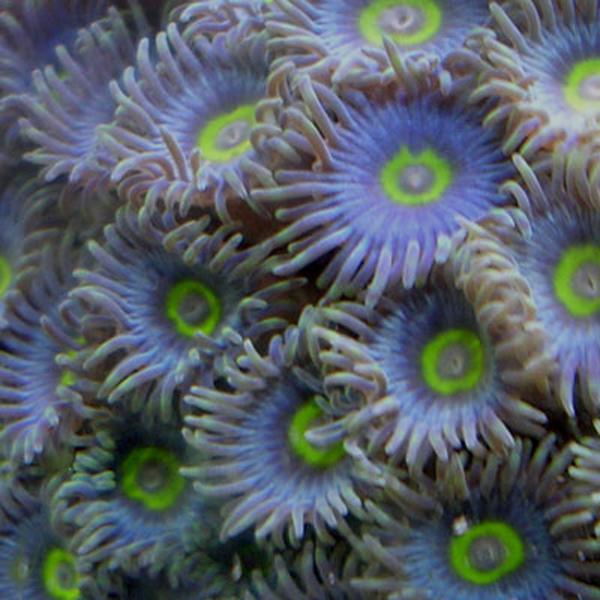 African Blue Zoanthids