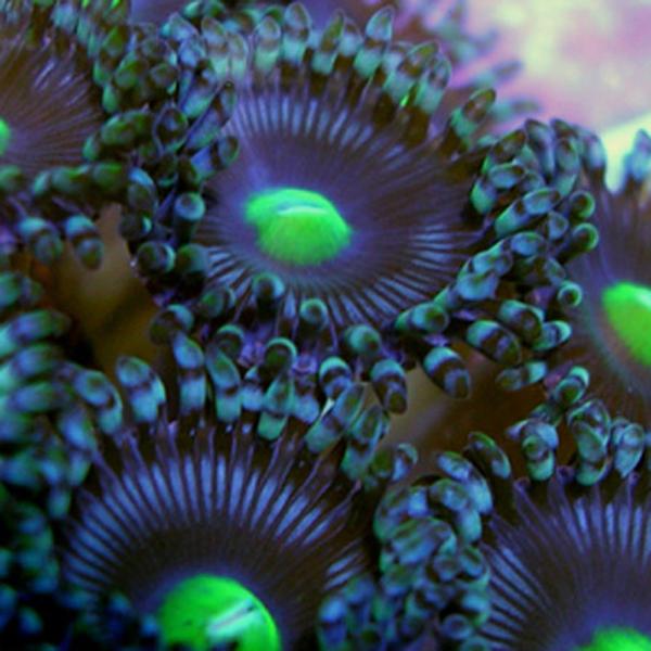 Alien Eyes Zoanthids