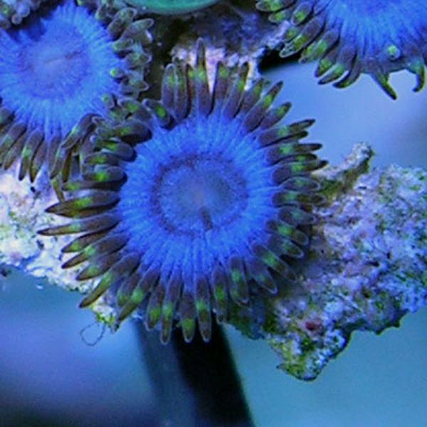 Alpha Blues Zoanthids