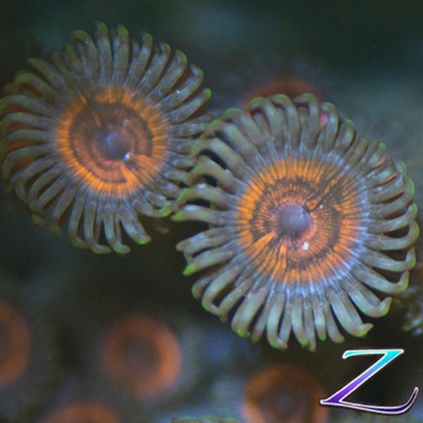 Armonack Zoanthids