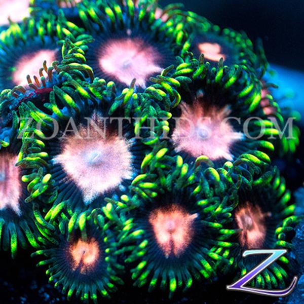 Asterina Pink Zoanthids