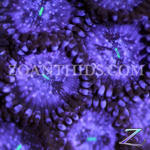 Avalanche People Eater Zoanthids