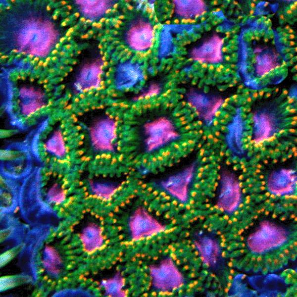 Awesome Blossom Zoanthids