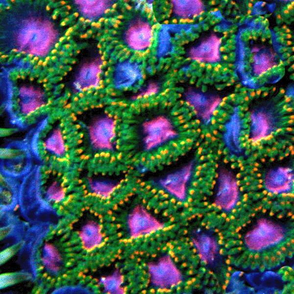 Awesome Blossom Zoanthids