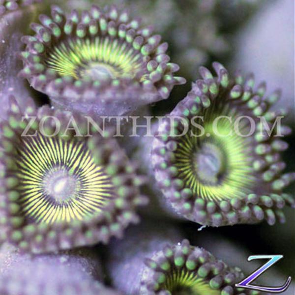 Aztec Gold Zoanthids