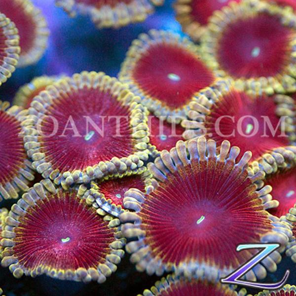 Bachelorette Party Zoanthids