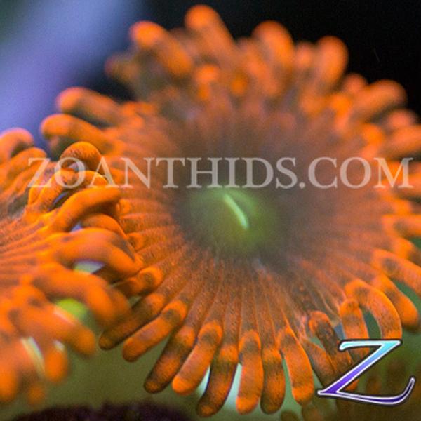 Barn Fire Zoanthids