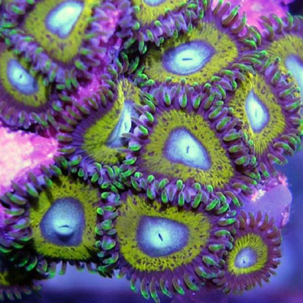 Bella Donna Zoanthids