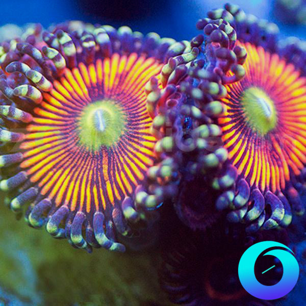 Berries and Cherries Zoanthids
