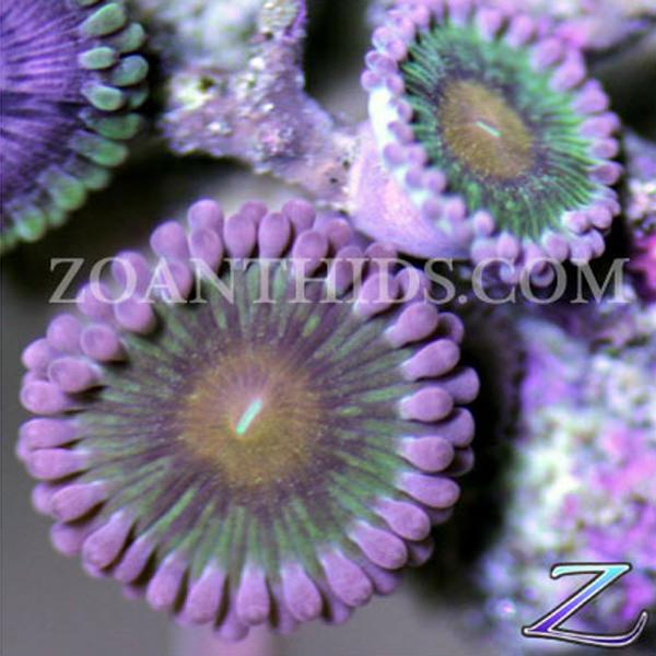 Berry Mary Zoanthids