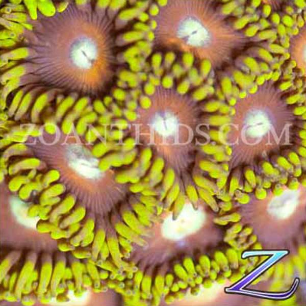 Big Ballerz Zoanthids