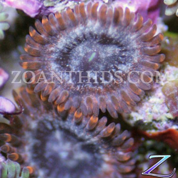 Big Bang Zoanthids