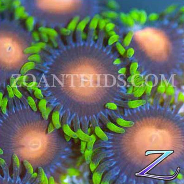 Black Dragon Zoanthids