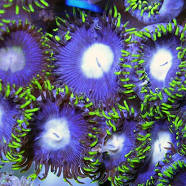 Blue Hole Sun Zoanthids