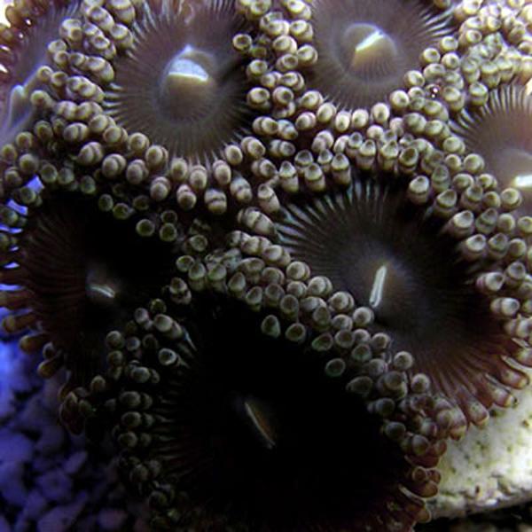 Black People Eater Zoanthids