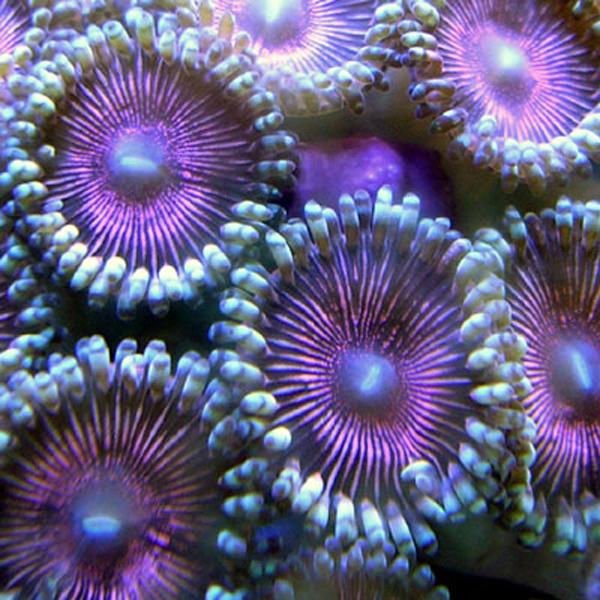 Bleeding Metallic Zoanthids