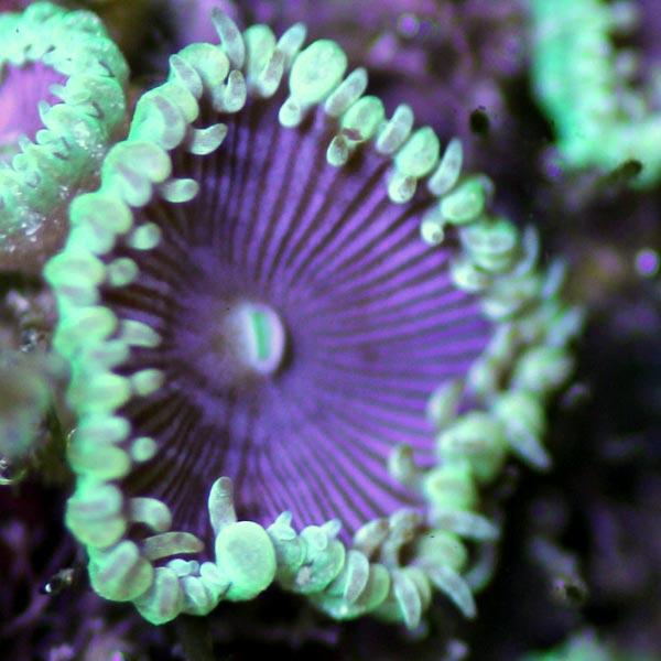 Blue Death Zoanthids