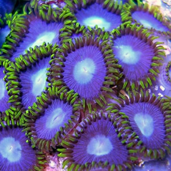 Blue Hole Sun Zoanthids