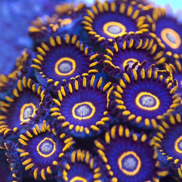 Blue Hornet Zoas