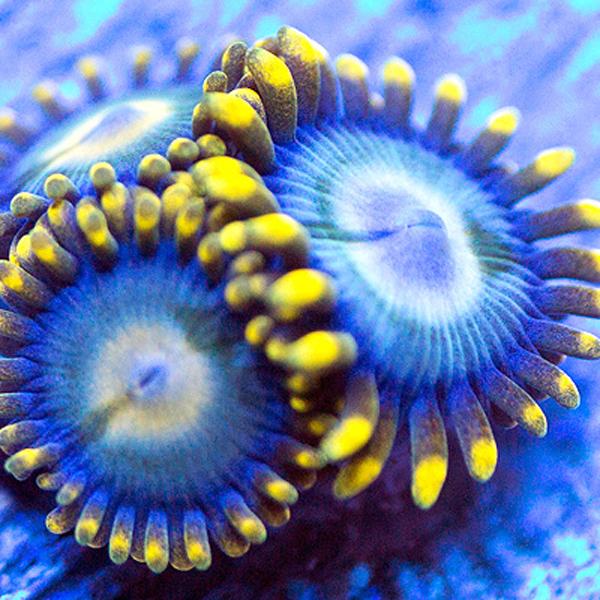 Blue Kazoo Zoanthids