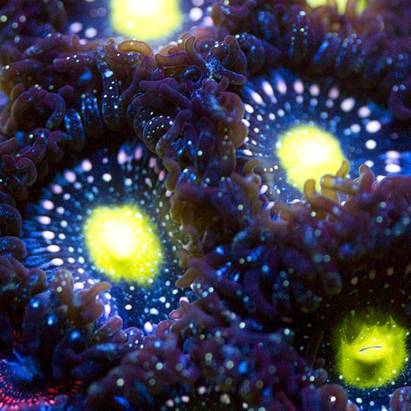 Blue Lagoon Zoanthids